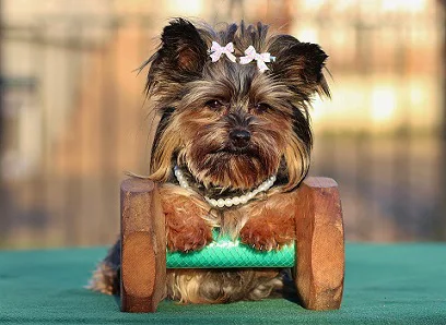 yorkie with bow